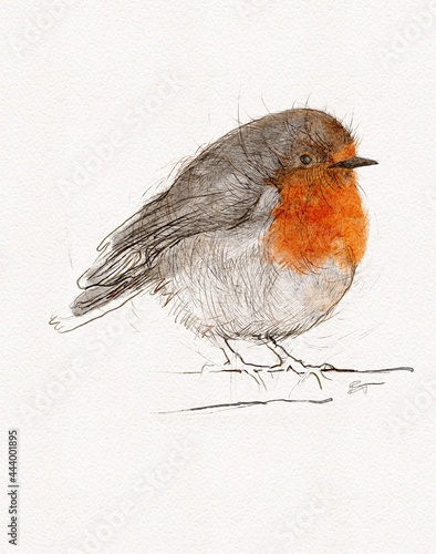 Photography Robin bird graphic illustration hand painted