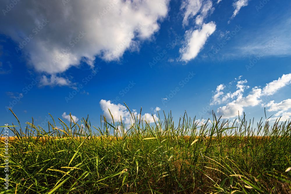 Young green grass close-up, against a blue sky with white clouds