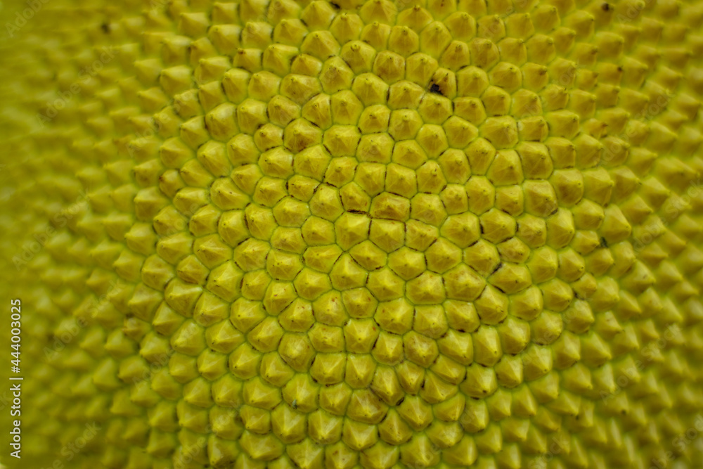 Jackfruit is a delicious tropical fruit that thorn skin pattern
