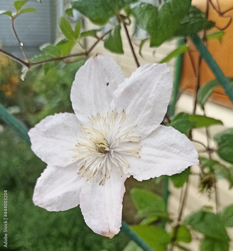 Obraz premium tree blossom