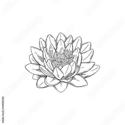 Vector illustration of black line hand drawn lotus flower isolated on white background