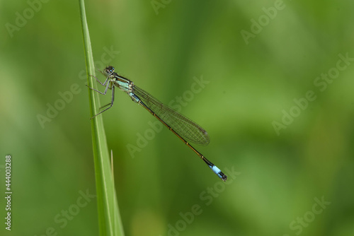 dragonfly on a green leaf © ukasz