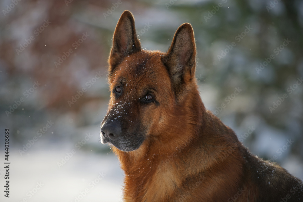 Naklejka premium Deutscher Schäferhund