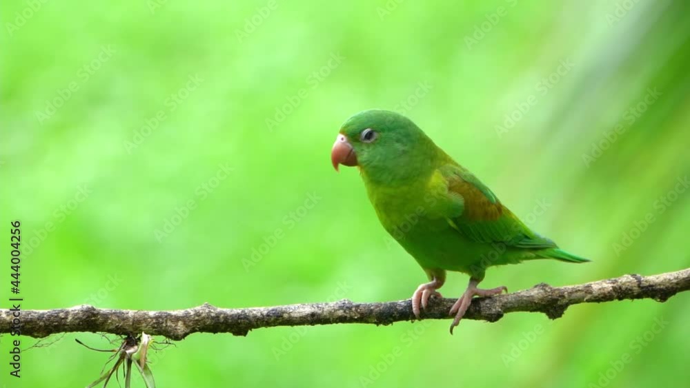 Orange -chinned Parakeet (Brotogeris jugularis) Orange -chinned Parakeet (Brotogeris jugularis)