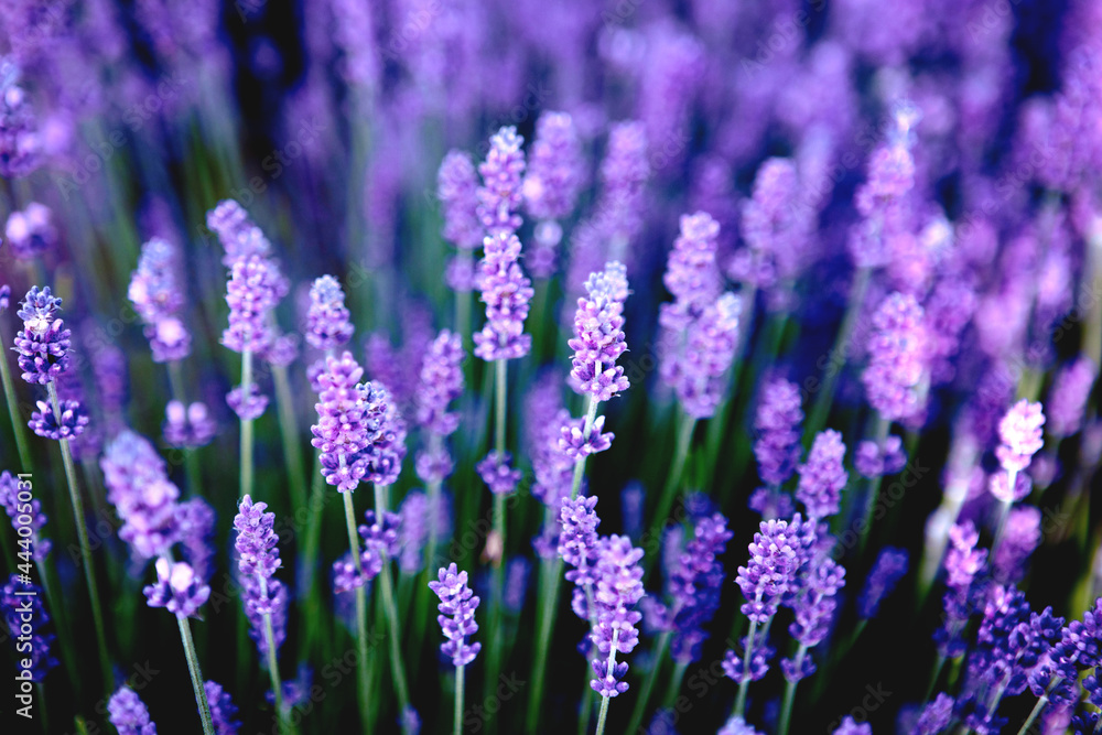 Obraz premium Selective focus Lavender flowers at sunset rays, Blooming Violet fragrant lavender flower summer landscape. Growing Lavender, harvest, perfume ingredient, aromatherapy. Lavender field lit by sunlight