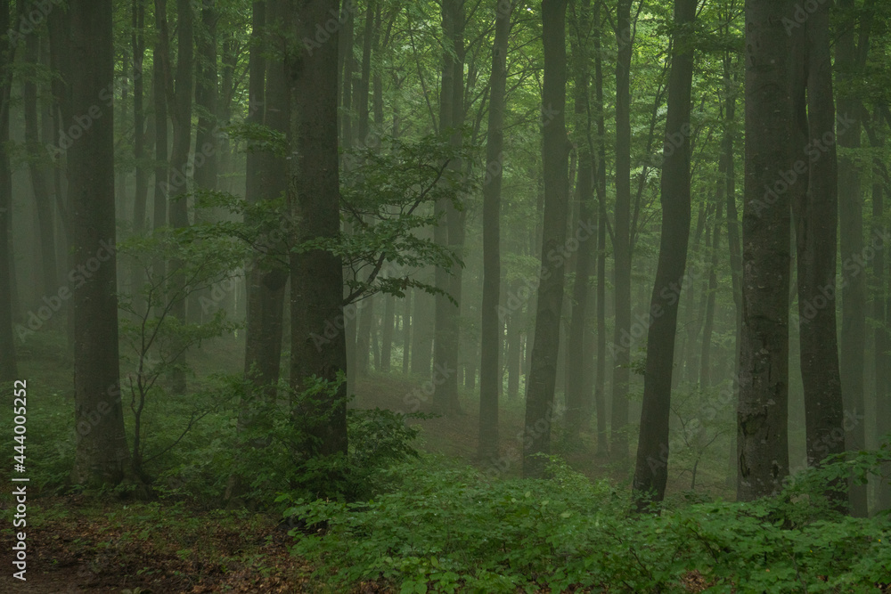 Obraz premium Trees silhouettes in a green forest, magical misty scene in a natural park