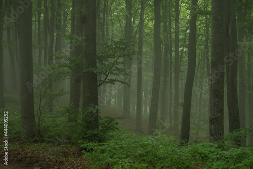 Trees silhouettes in a green forest, magical misty scene in a natural park © icephotography