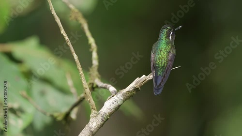 purple-throated mountaingem (Lampornis calolaemus) Perching on a branch photo