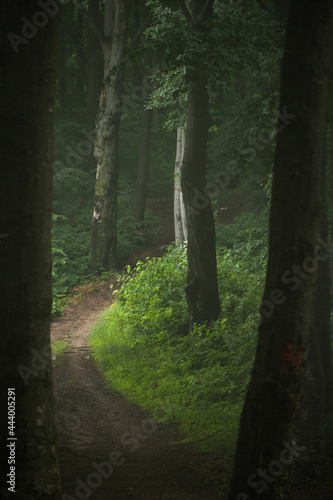 Trees silhouettes in a green forest, magical misty scene in a natural park