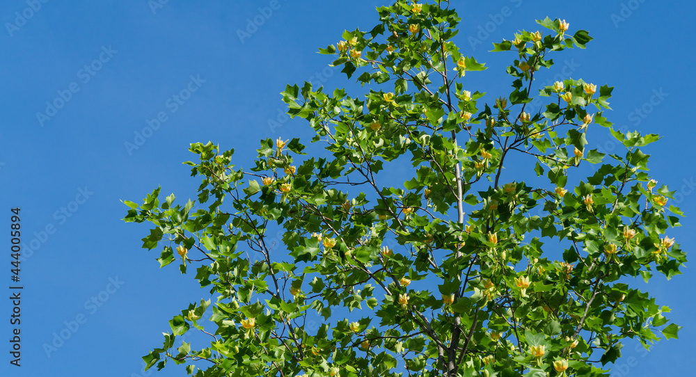 A lot of flowers on Tulip tree (Liriodendron tulipifera) in city park Krasnodar. Public landscape 'Galitsky park' for relaxation. American Tuliptree or Tulip Poplar on blue sky background. A lot of flowers on Tulip tree (Liriodendron tulipifera) in city park Krasnodar. Public landscape 'Galitsky park' for relaxation. American Tuliptree or Tulip Poplar on blue sky background.