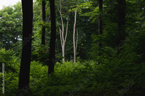Trees silhouettes in a green forest environment from a protected natural park