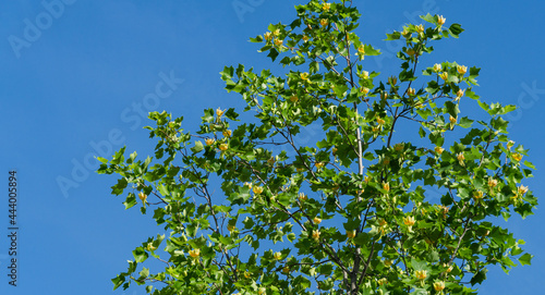 A lot of flowers on Tulip tree  Liriodendron tulipifera  in city park Krasnodar. Public landscape  Galitsky park  for relaxation. American Tuliptree or Tulip Poplar on blue sky background.