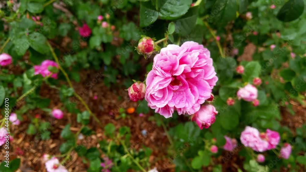 A flowering rose close-up in the park after the rain A flowering rose close-up in the park after the rain