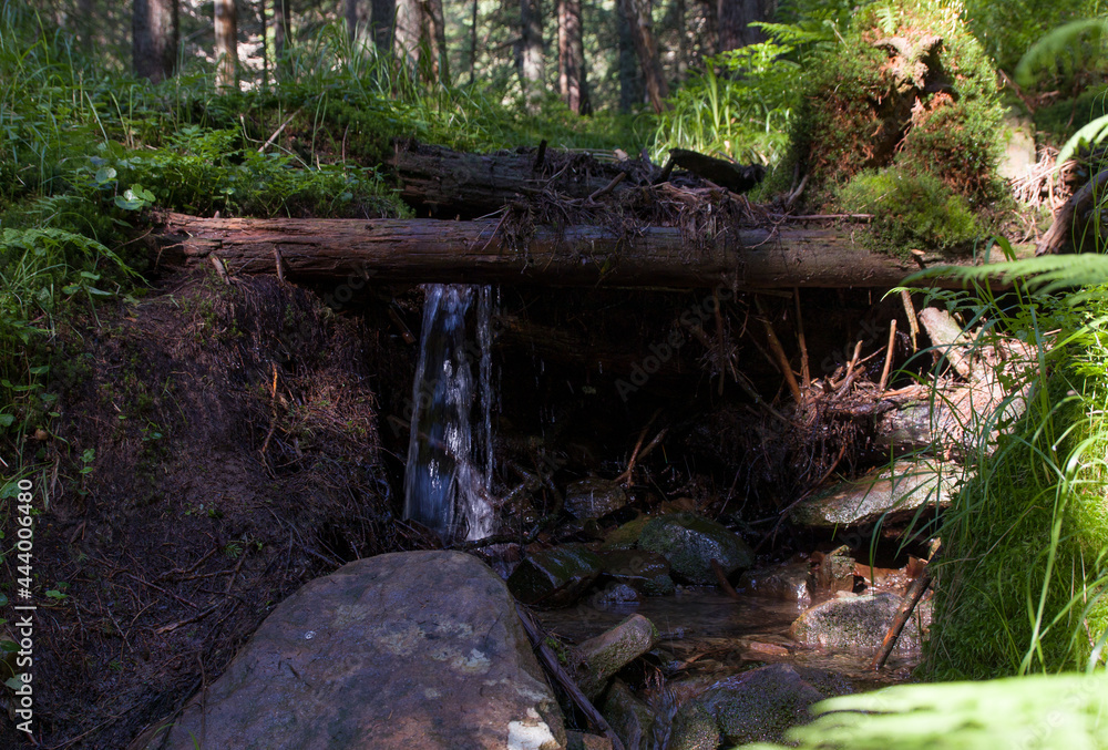 spring in the forest in the mountains spring in the forest in the mountains