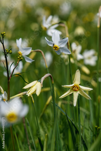 Beautiful flowering meadow with white wild growing narcissus or daffodil flowers in Daffodil Valley Biosphere Reserve