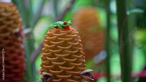 Red Eyed Tree Frogs(Agalychnis callidryas) Sitting on Flower of Beehive Ginger (zingiber spectablis) photo