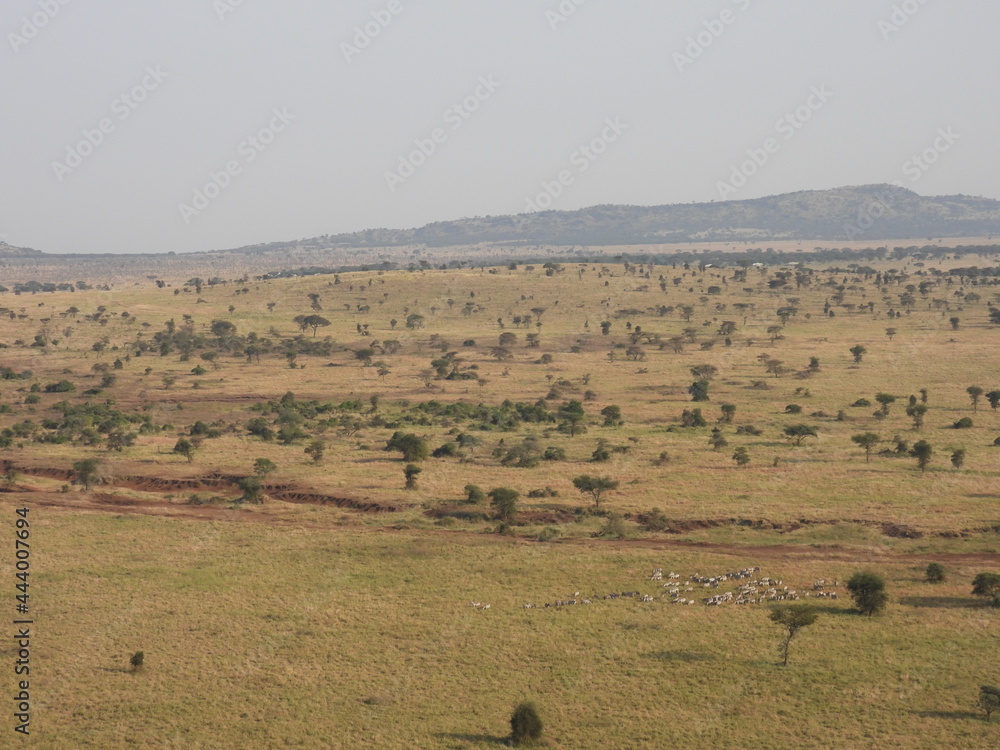 Fototapeta premium serengeti endless pleins 