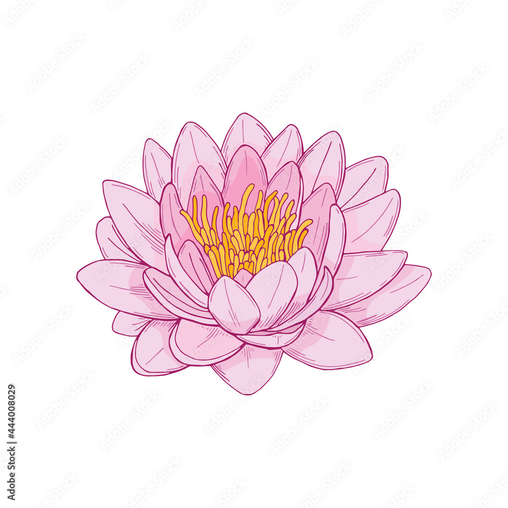 Vector illustration of the lotus flower isolated on white background