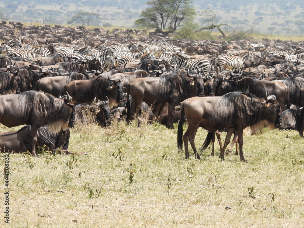 wildebeest in serengeti