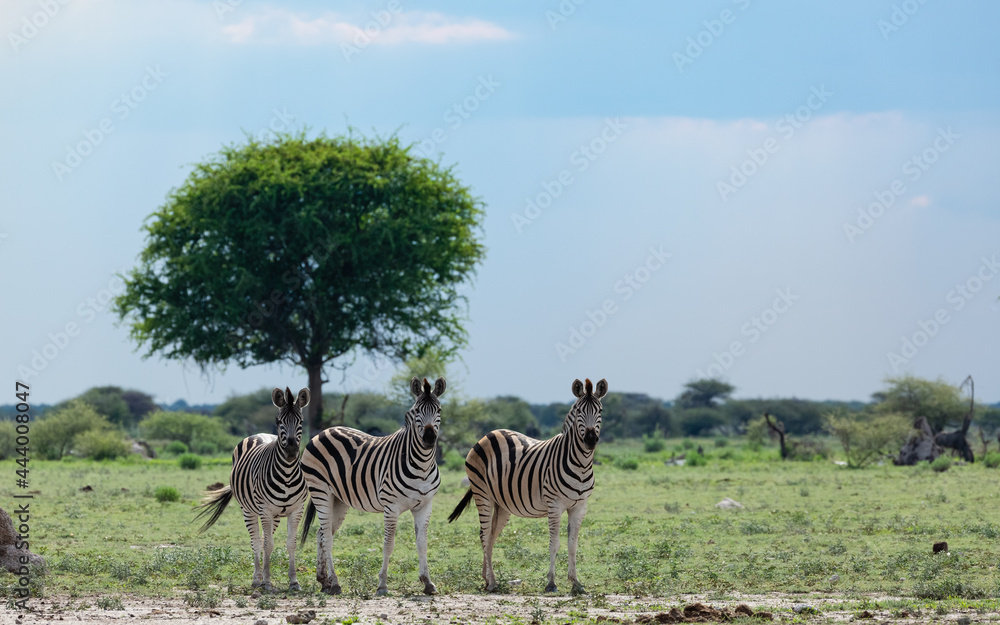 Naklejka premium zebras in the savannah