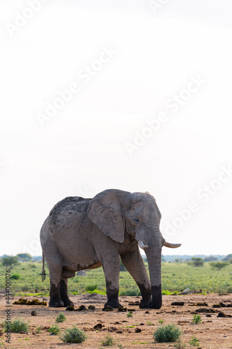 African Bull Elephant 
