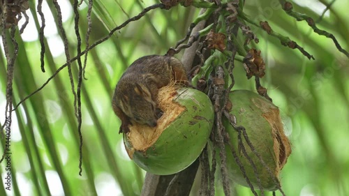 Variegated Squirrels (Sciurus variegatoides) eats coconut photo