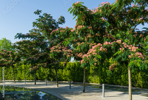 Pink fluffy flowers of Persian silk tree (Albizia julibrissin or Japanese acacia) blossom among cascading artificial 'Swift river'. City public landscaped park Krasnodar or 'Galitsky' in sunny june photo