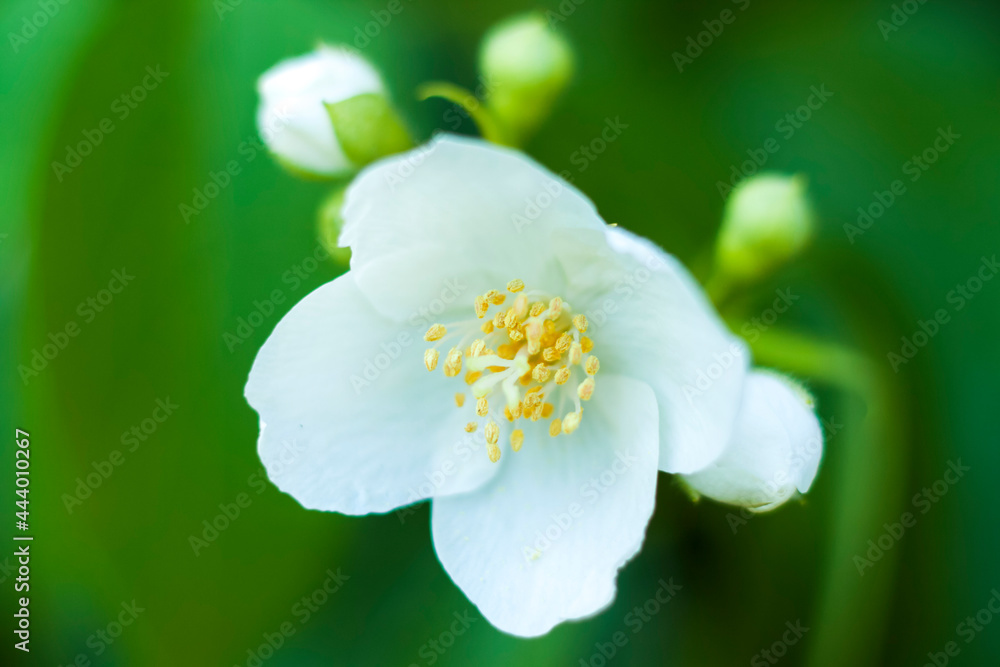 White jasmine flowers close-up. Macro photography of colors. Close-up on blurred greenery with copying of space, using as a background the natural landscape, ecology, White jasmine flowers close-up. Macro photography of colors. Close-up on blurred greenery with copying of space, using as a background the natural landscape, ecology,