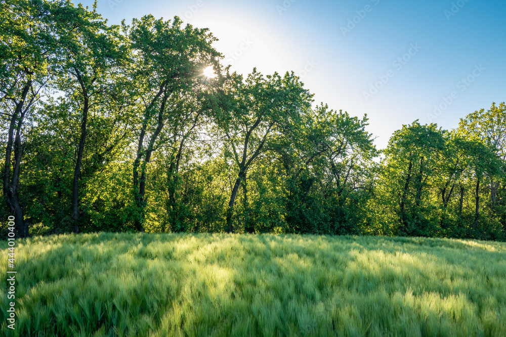 Spring green landscape in Germany Spring green landscape in Germany