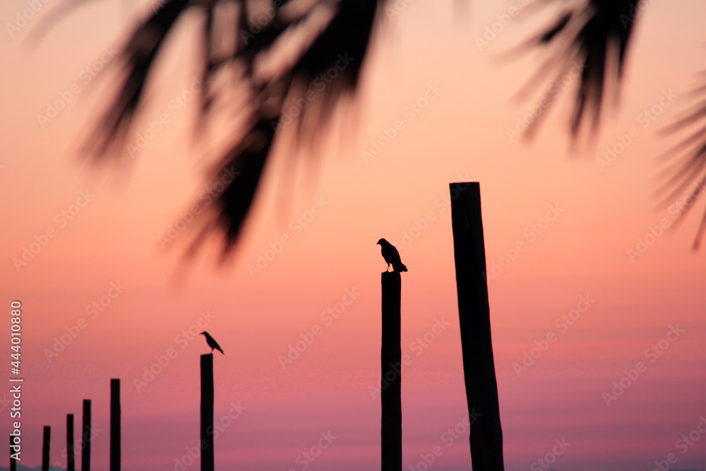 Pole birds and palm trees by the sea at sunset Pole birds and palm trees by the sea at sunset