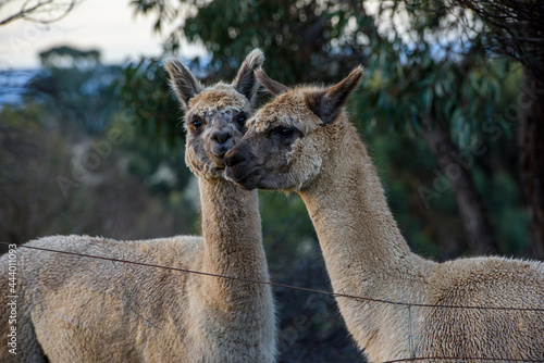 Friendly domestic pet llama in Country Victoria  Australia