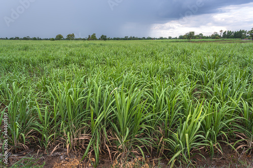 sugar cane field after the rain