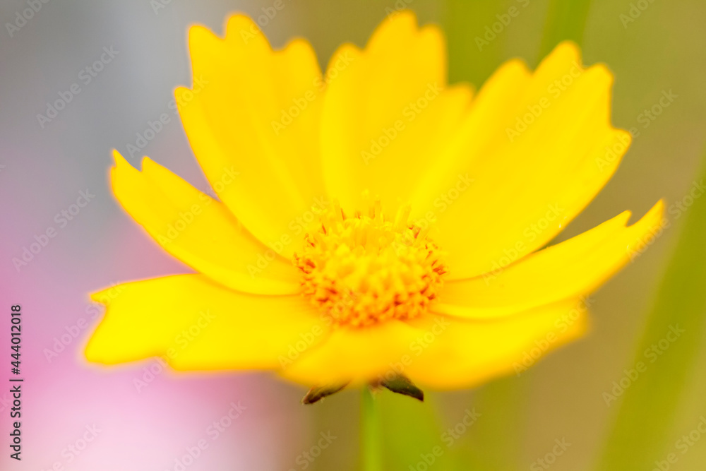 Yellow flower bud. Close-up on a blurry background with copying of space, using the natural landscape and ecology as a background. Macro photography, Yellow flower bud. Close-up on a blurry background with copying of space, using the natural landscape and ecology as a background. Macro photography,
