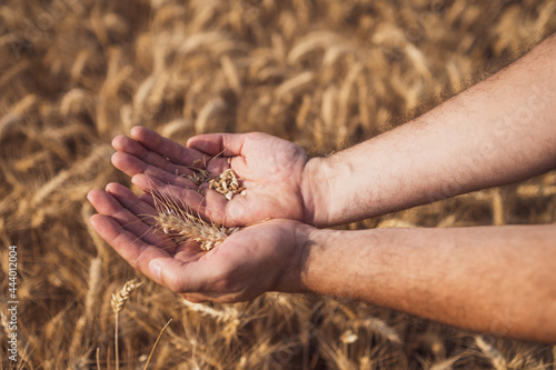 Farmer is holding wheat grain in his hands.