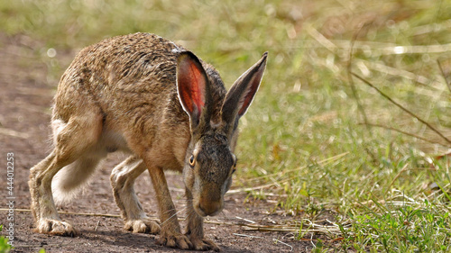 Wild Rusak Hare on a summer sunny day on a path in a field close-up.