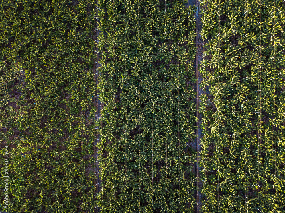 Fototapeta premium Banana plantation - Banana trees in the garden by the sea, Tenerife, The Canary Islands - Aerial Image