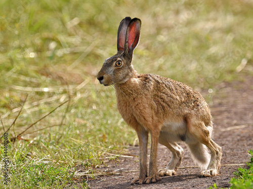 A brown European hare sits sideways on a path in a field on a summer sunny day, close-up.