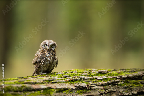 Eurasian scops owl (Otus scops) - Small scops owl on a branch in autumnal forest photo