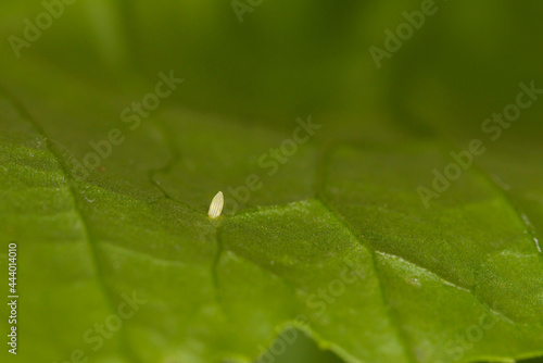 Cabbage butterfly eggs laid on a radish leaf