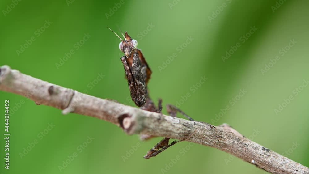 Upright Praying Mantis Parablepharis kuhlii on a branch appearing to stand. Upright Praying Mantis Parablepharis kuhlii on a branch appearing to stand.