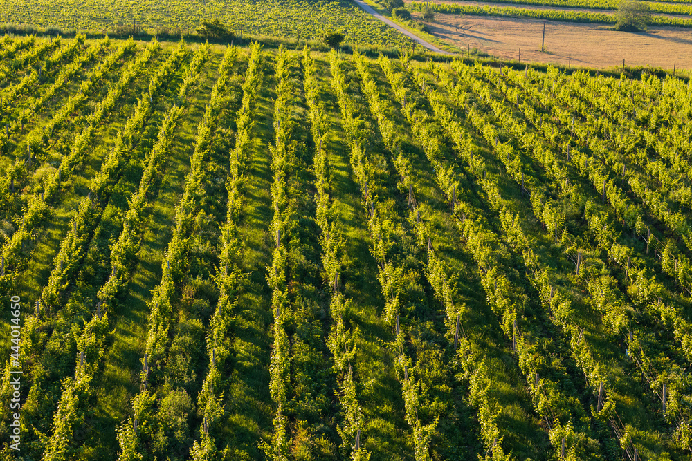 Vineyards under Palava near Zajeci, Southern Moravia, Czech Republic