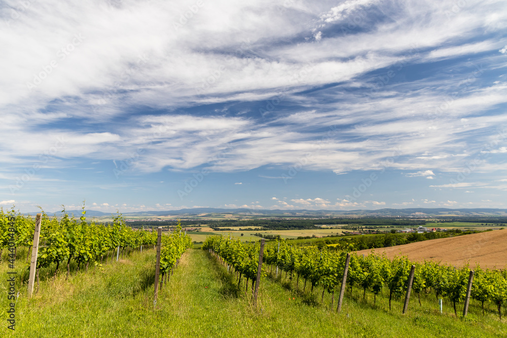 Vineyards near Polesovice, Southern Moravia, Czech Republic