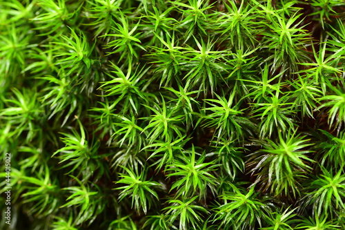 Close up of green moss
