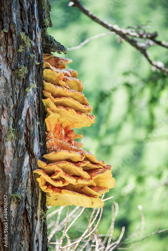 The orange fungus growing on a tree. The tree trunk is covered with tinder, which is a parasite. Fresh colors with shallow depth of field. photo