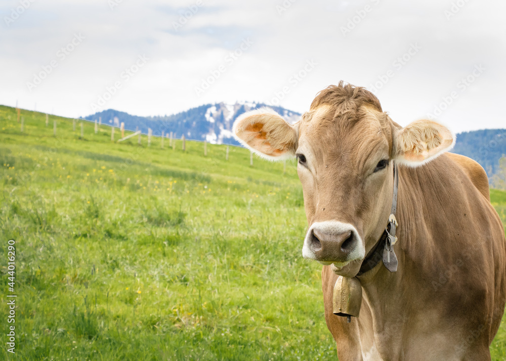 close up of a cow in the pasture