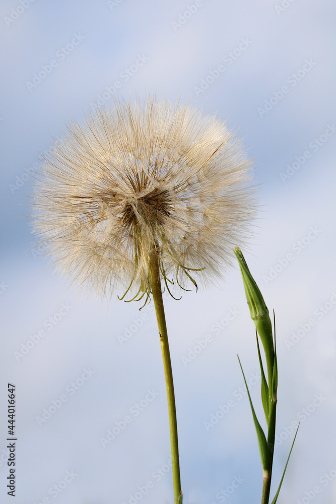 Wiesen-Bocksbart Fruchtstand - Tragopogon pratensis