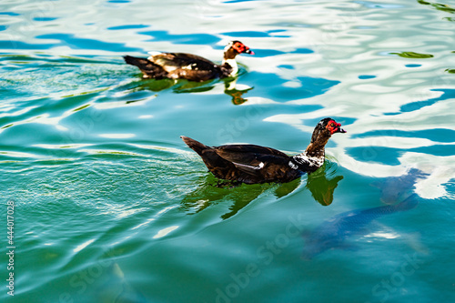 Close up view of birds on the lake