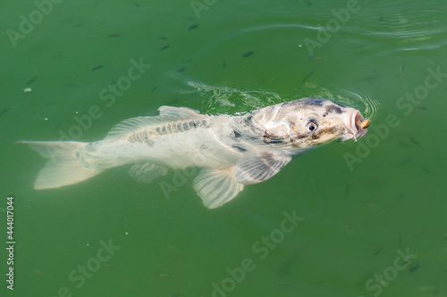 Close up fish in the park lake