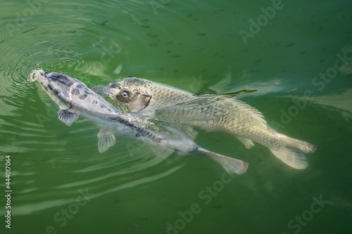 Close up fish in the park lake