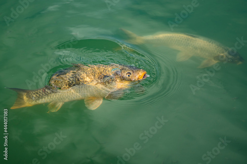 Close up fish in the park lake